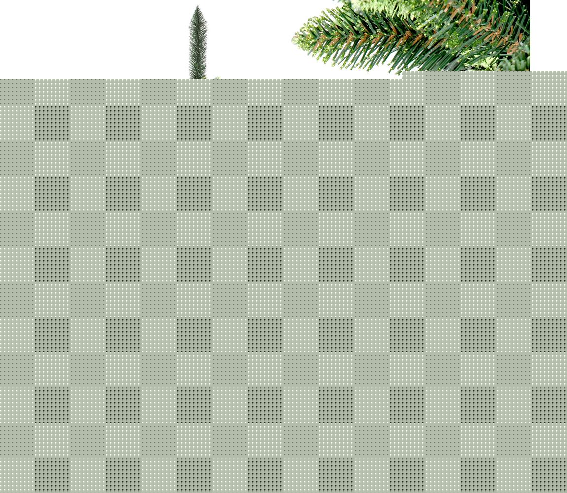 Karácsonyfa SEL 220 cm borókafenyő